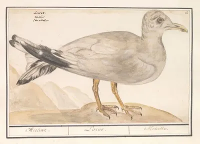 Zilvermeeuw Larus Argentatus