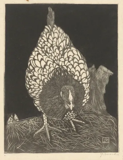 Zilverwyandotte 2