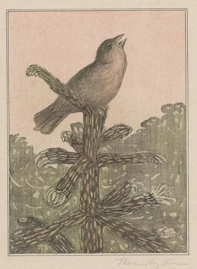 Zingende Vogel Op Naaldboom