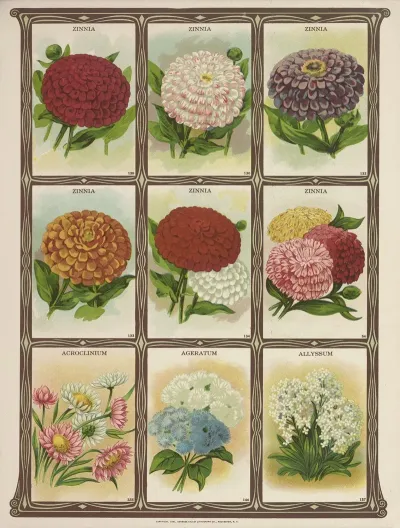 Zinnia Acroclinium Ageratum Allyssum