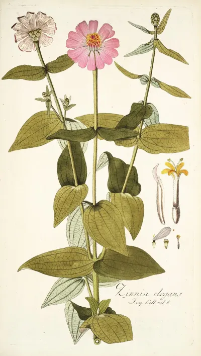 Zinnia Elegans