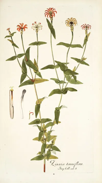 Zinnia Tenuiflora
