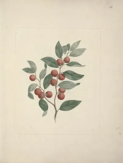 Ziziphus Abyssinica A Rich Ethiopian Christ Thorn