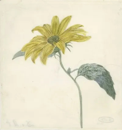 Zonnebloem 6