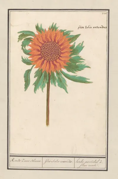 Zonnebloem Helianthus Annuus Ronde Zonne Bloeme Flos Solis Rotondus Herbe Au Soleil A Fleur Ronde