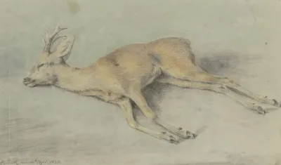 Zur Strecke Gebrachter Rehbock