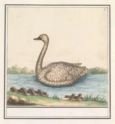 Zwaan Cygnus