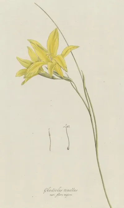 Zwaardlelie Gladiolus Carinatus Aiton