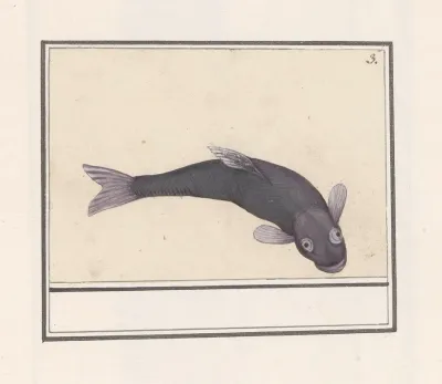 Zwarte Karper Cyprinus Carpio Carpio