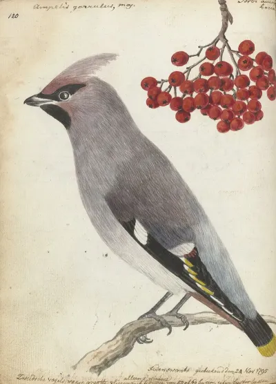 Zweedse Vogel