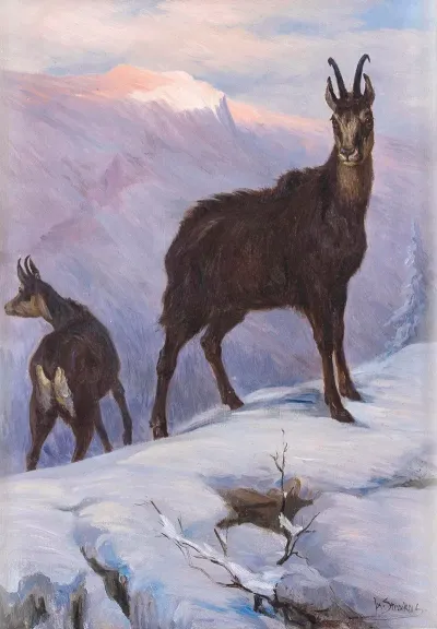 Zwei Gamsen Im Winterlichen Hochgebirge