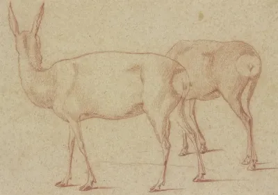 Zwei Stehende Rehe Nach Links