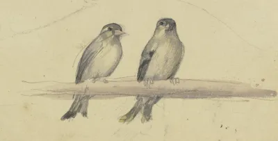 Zwei Vogel Auf Einer Stange