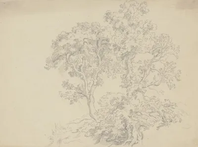 Zwei Von Gebusch Umstandene Baume