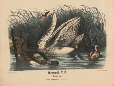 Zwemvogels
