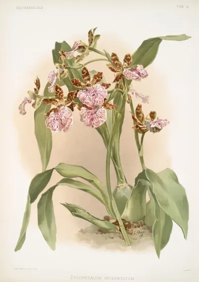 Zycopetalum Intermedium