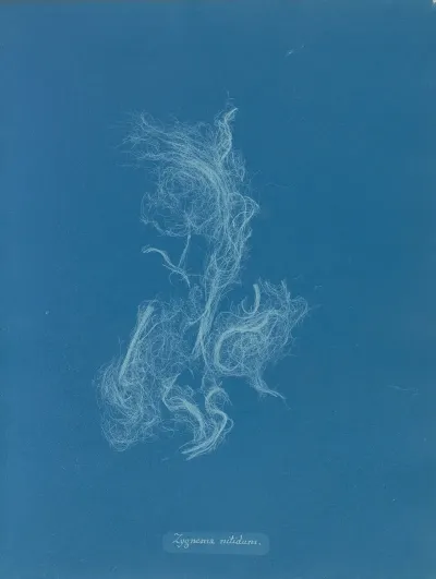 Zygnema Nitidum
