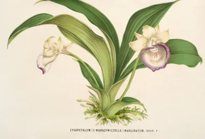 Zygopetalum § Warscewiczella Marginatum