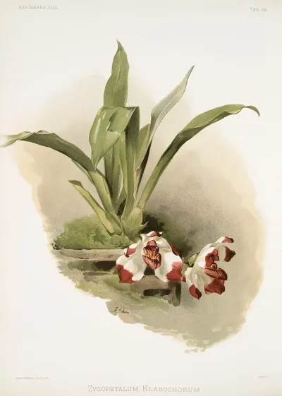 Zygopetalum Klabochorum
