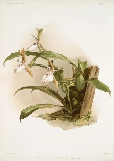 Zygopetalum Rostratum 2