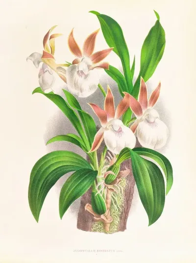 Zygopetalum Rostratum