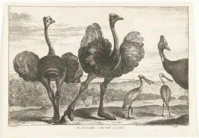1. de Autruches. 2. des Pals. c. Casuel