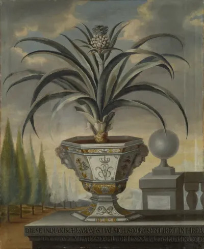 10 / 5000 Översättningsresultat Pineapple plant