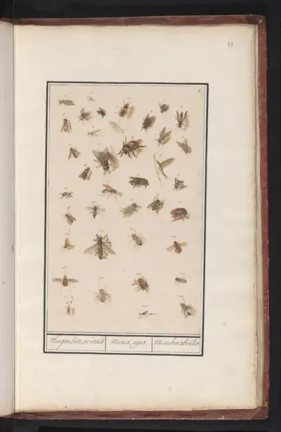 38 Winged Insects