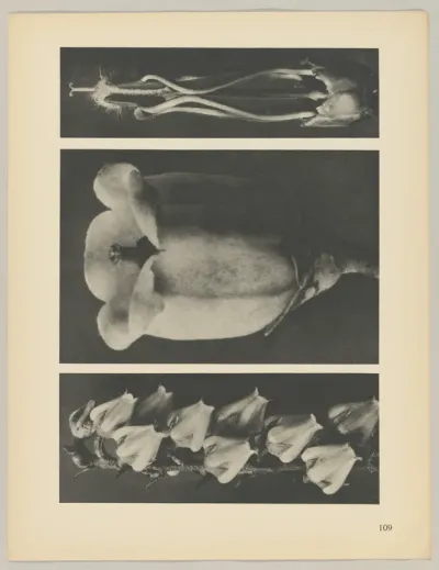 a Andromeda floribunda; b Vaccinium corymbosum; c Acanthus mollis