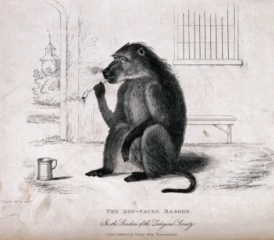 A baboon sitting on the ground with a smoking pipe and tankard