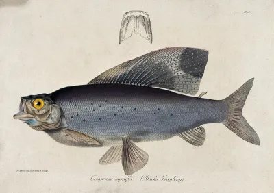 A Back's grayling and a cross-section of its gill