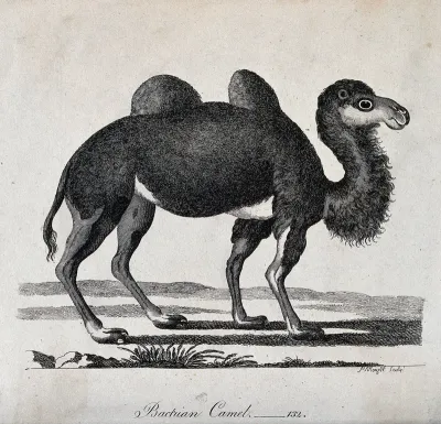 A Bactrian camel
