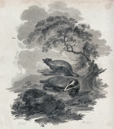 A badger and a ratel on a nocturnal hunt for prey in the forest