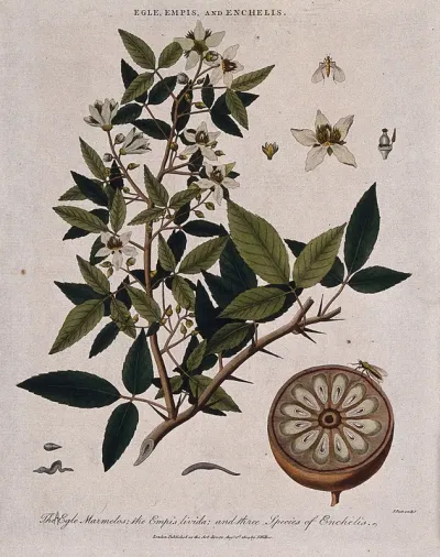 A bael tree (Aegle marmelos) with sectioned fruit, a dancefly (Empis livida) and three worms (Enchelis species)