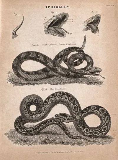 A banded rattlesnake (Crotalus horridus) and boa constrictor (Boa constrictor) with diagrams of their open mouths