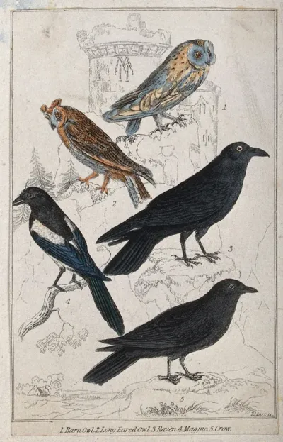A barn owl, long eared owl, raven, magpie and crow
