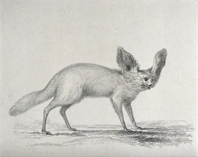 A bat-eared fennec