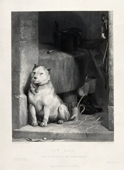 A battle-scarred terrier with cropped ears is sitting on the doorstep of a butcher's shop