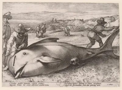 A beached pilot whale near Zandvoort on 21 November, 1594