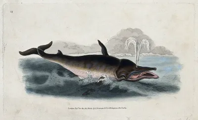 A beaked whale blowing a fountain of water through its snout