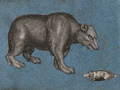 A bear and a mole (?)