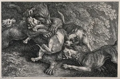 A bear is fighting off an attack by a pack of hounds