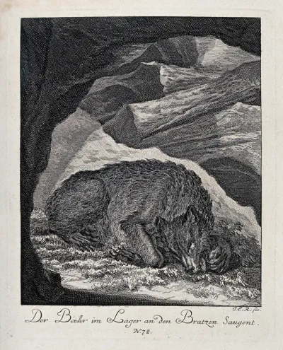 A bear resting in its cave and sucking at its paws