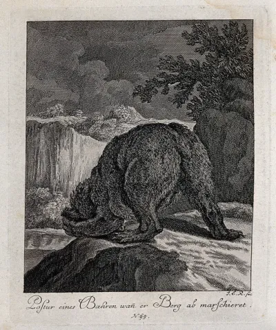A bear seen from behind climbing down a rocky path