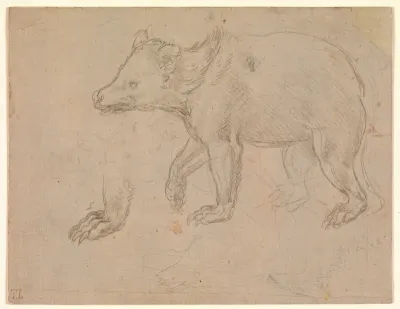 A Bear Walking