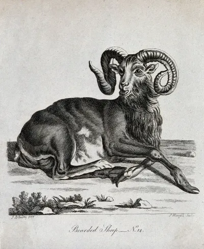 A bearded sheep sitting on a rocky ground