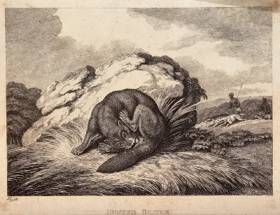 A beaver hiding from hunters and biting off its own testicles to leave them as their catch
