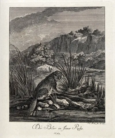 A beaver sitting on a lattice work of branches on the river shores