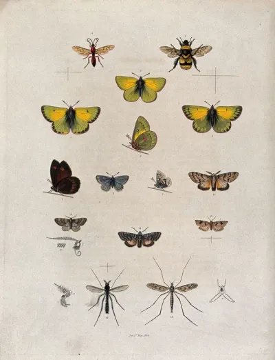 A bee, five butterflies (including a pale clouded yellow), six moths and two crane flies with details of antennae