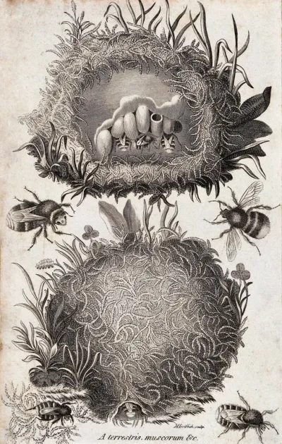 A bee's nest: external and internal views